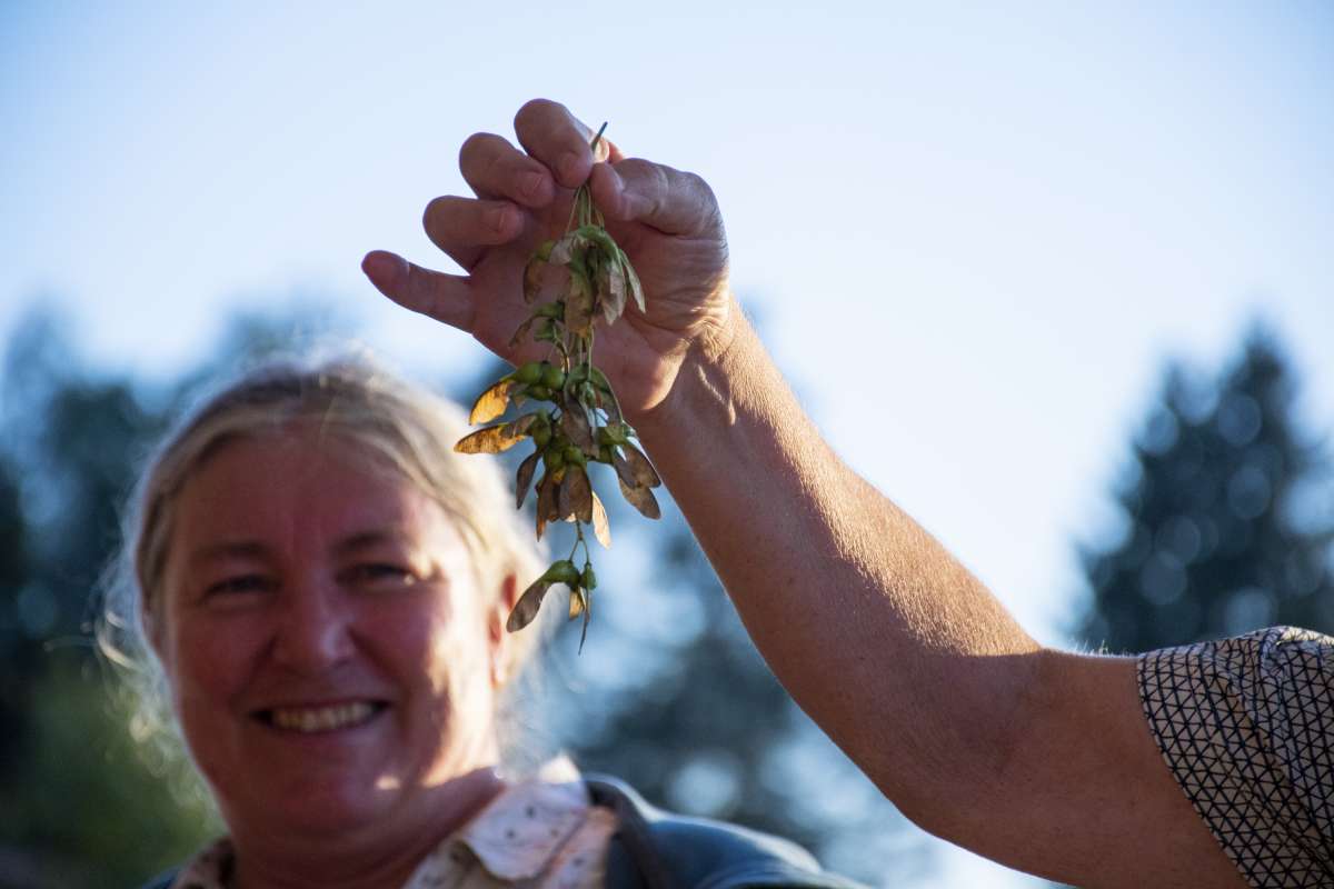 Souvenir: To the delight of forest engineer Monika Frehner, Thomas Wohlgemuth (WSL) brought maple seeds to the forest discussion.